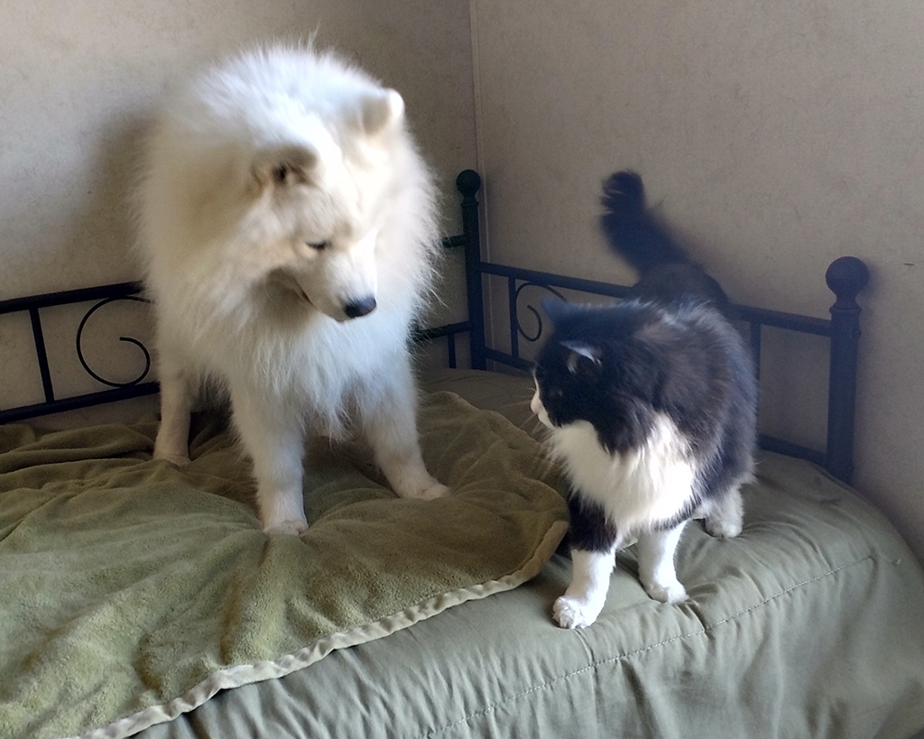 Cat and Dog Playing