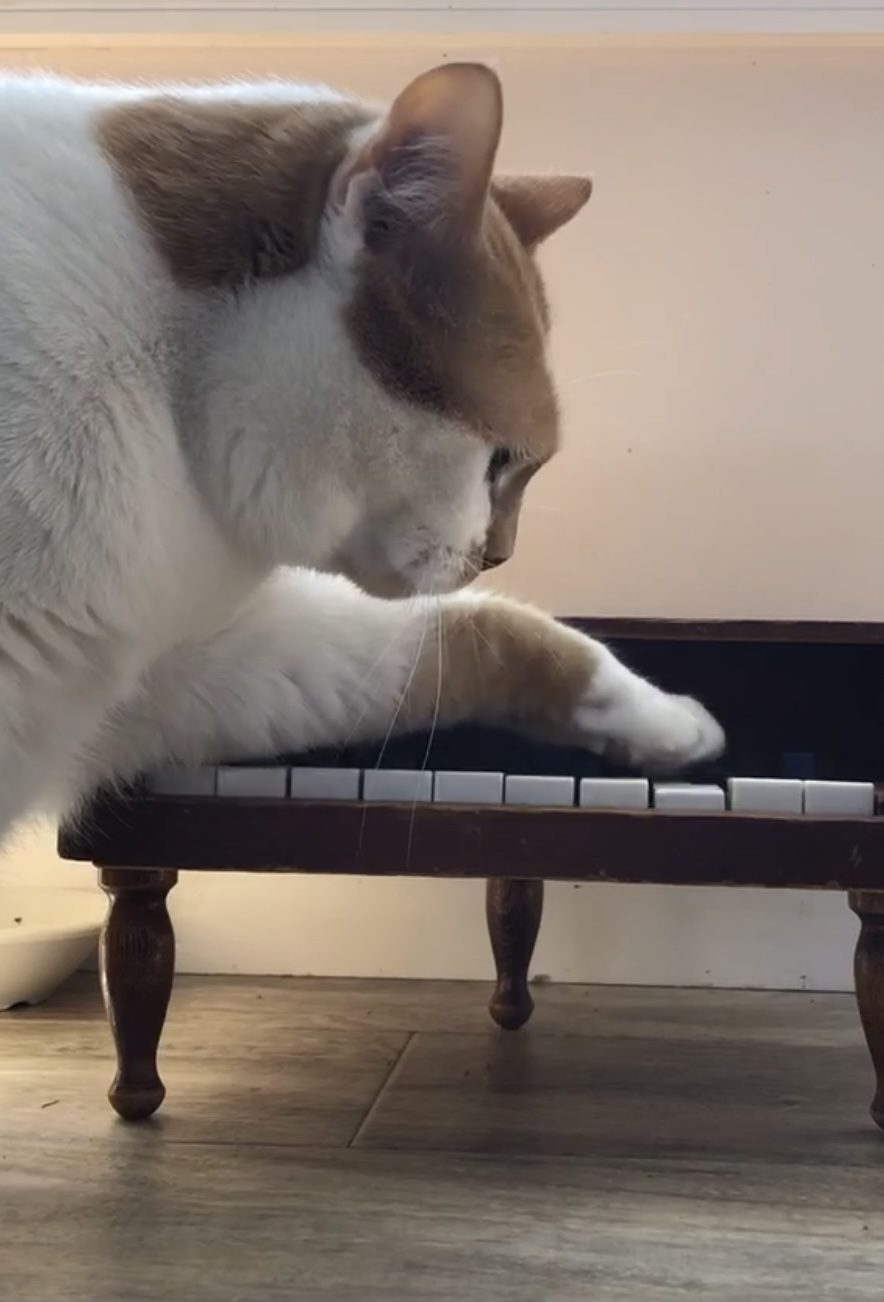 Cat Pianist Cat Pianist
