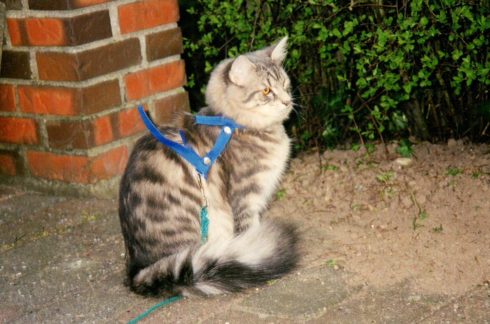 Leash Training